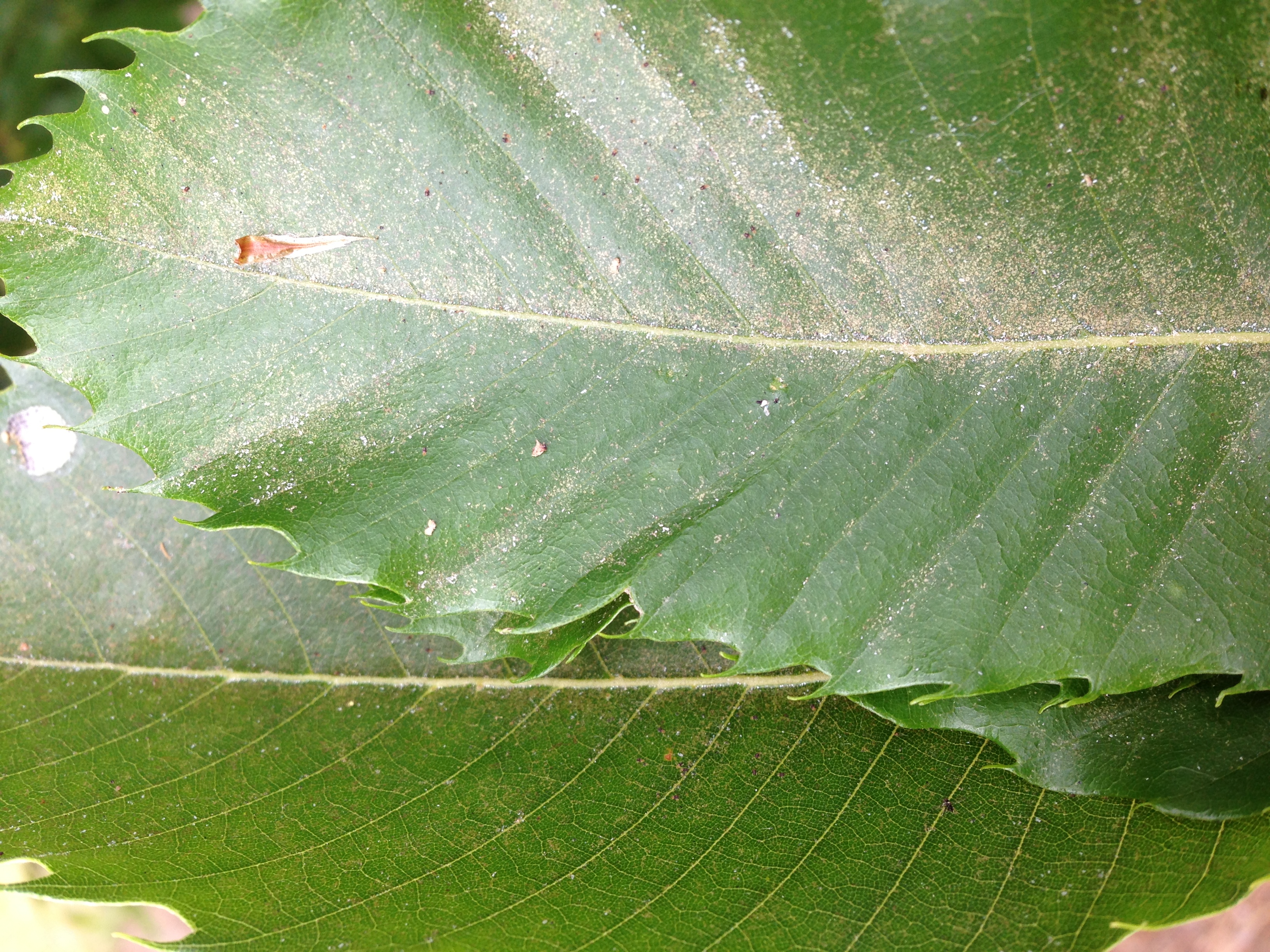 Bronzing on leaf.